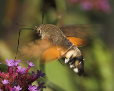 Hummingbird Hawk-moth_DSC3430 sRGB-01.jpg