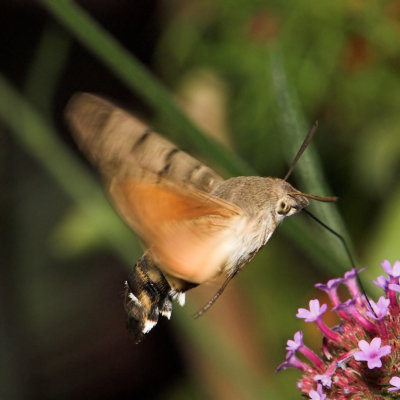 Hummingbird Hawk-moth_DSC3431 sRGB-01.jpg