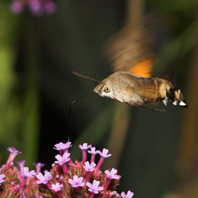 Hummingbird Hawk-moth_DSC3433 sRGB-01.jpg