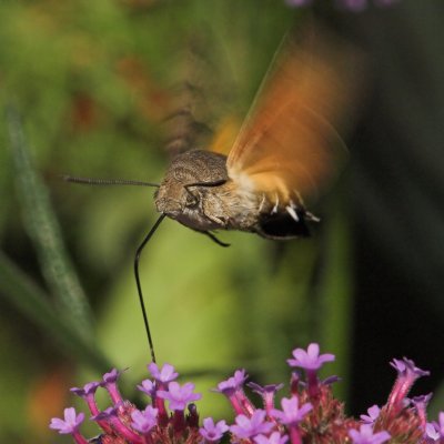 Hummingbird Hawk-moth_DSC3435 sRGB-01.jpg