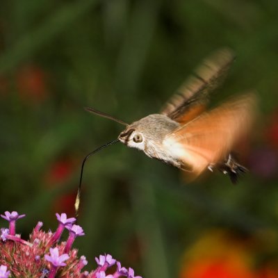Hummingbird Hawk-moth_DSC3436 sRGB-01.jpg