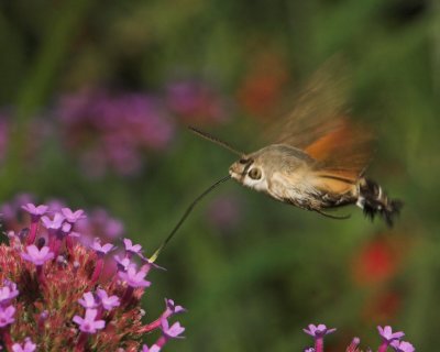 Hummingbird Hawk-moth_DSC3437 sRGB-01.jpg