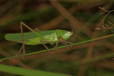 Conehead Cricket _DSC3511 sRGB-01.jpg