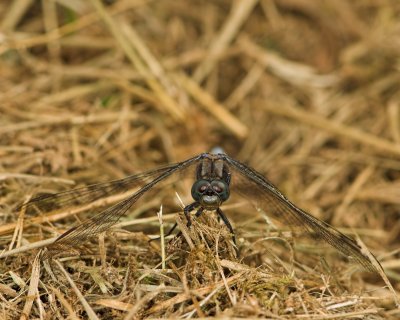 Dragonflies and Damselflies