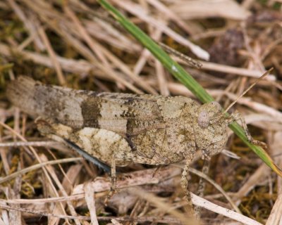 Blue Winged Grasshopper _DSC3554 sRGB-02.jpg