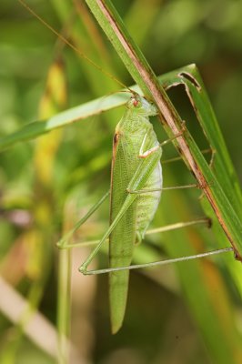 Cricket _DSC3528 sRGB-01.jpg