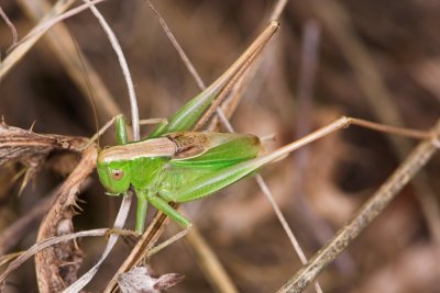 Cricket _DSC3563 sRGB-01.jpg
