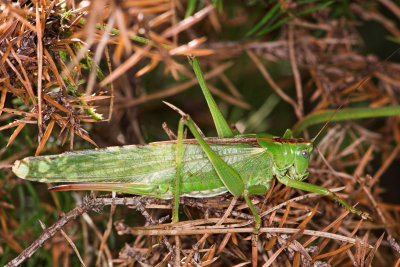 Great Green Bush Cricket  _DSC3583 sRGB-01.jpg