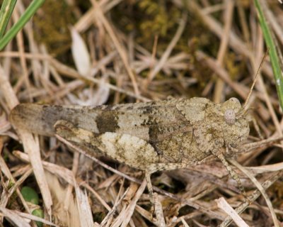 Blue Winged Grasshopper _DSC3556 sRGB-01.jpg