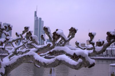 Pollarded Plane Tree, Frankfurt