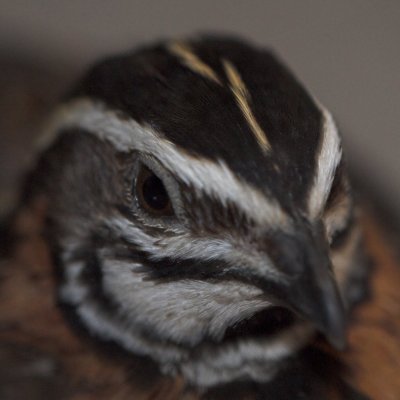 Harlequin Quail _DSC5131  sRGB-01.jpg