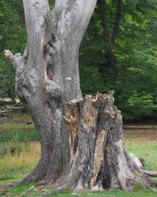 Epping Forest, Aug 2007 _DSC8308  sRGB-01.jpg