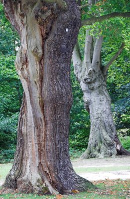 Epping Forest, Aug 2007 _DSC8313  sRGB-02.jpg