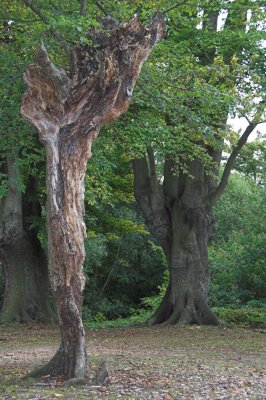 Epping Forest, Aug 2007 _DSC8320  sRGB-01.jpg