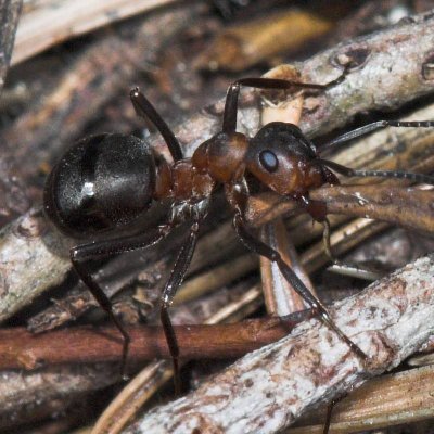 Wood Ants _DSC7122  sRGB-01.jpg