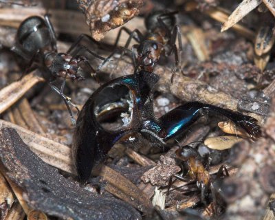 Wood Ants with Beetle Carcass _DSC7133  sRGB-01.jpg