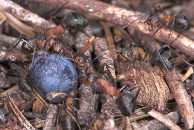 Wood Ants with Billberry _DSC7073  sRGB-01.jpg