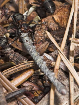 Wood Ants _DSC7118  sRGB-01.jpg