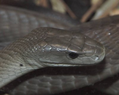 Black Mamba _DSC0704  sRGB-01.jpg