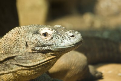 Komodo Dragon