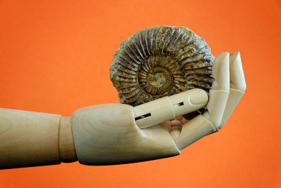 The hand and the fossil against an orange background