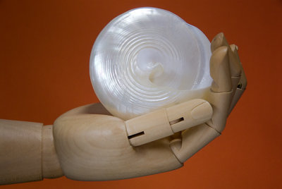The wood hand holding a white opalescent shell