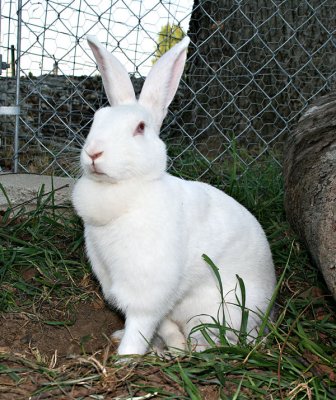 Britches displaying her dewlap