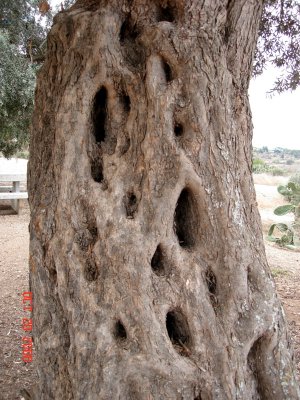 Trunk of an Olive Tree