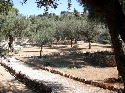 Garden of Gethsemane
