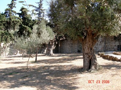 Garden of Gethsemane