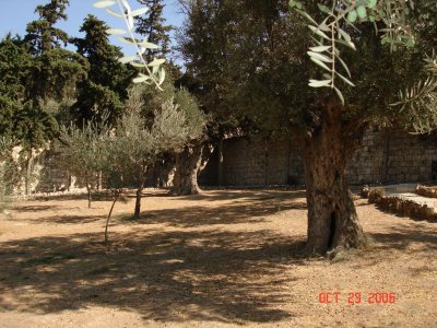 Garden of Gethsemane