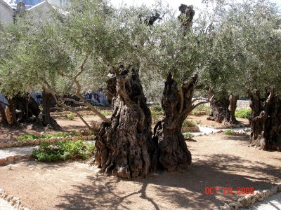 Very Old Olive Trees