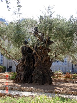 Very Old Olive Trees