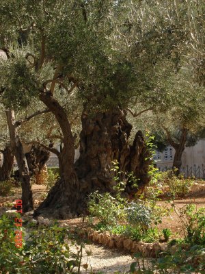 Very Old Olive Trees