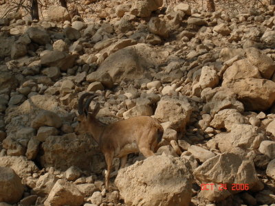 Ibex