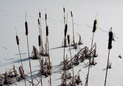 Cattails, silent sentinels at peace with winter