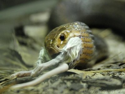 Snake feeding.jpg