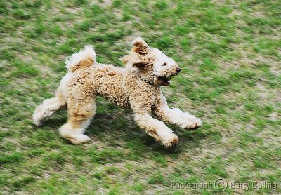 Running Dog.jpg