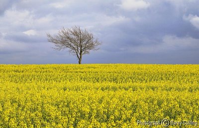 yellow field with tree .jpg