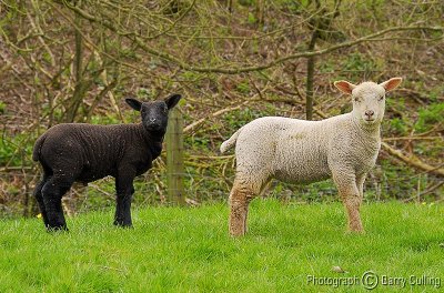 black  white lambs.jpg