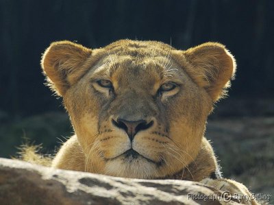 lioness.jpg