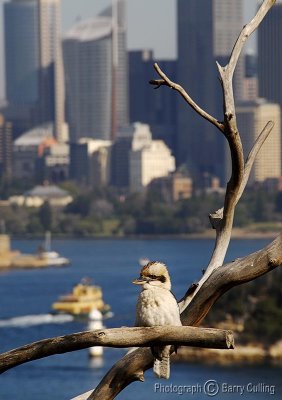 kookabura.jpg