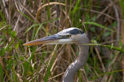 Great Blue Heron