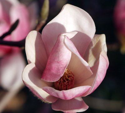 Fresh Magnolia Blossom.jpg