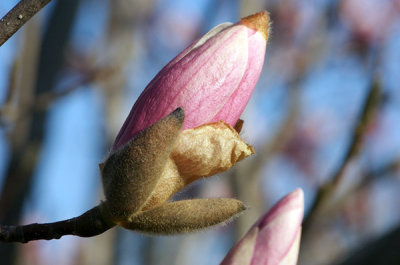 Magnolia Blossoming.jpg