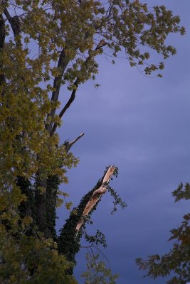 Damaged Tree
