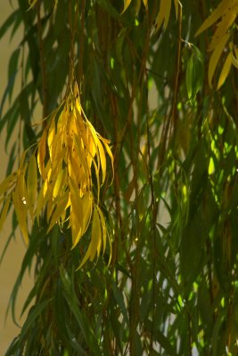 Willow Tree
