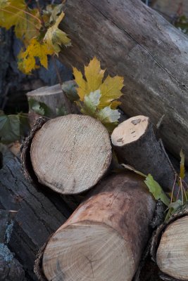 The Wood Pile