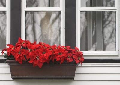 Seasonal Window Box