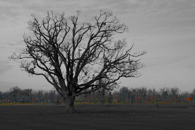 Oak Tree at the Park
